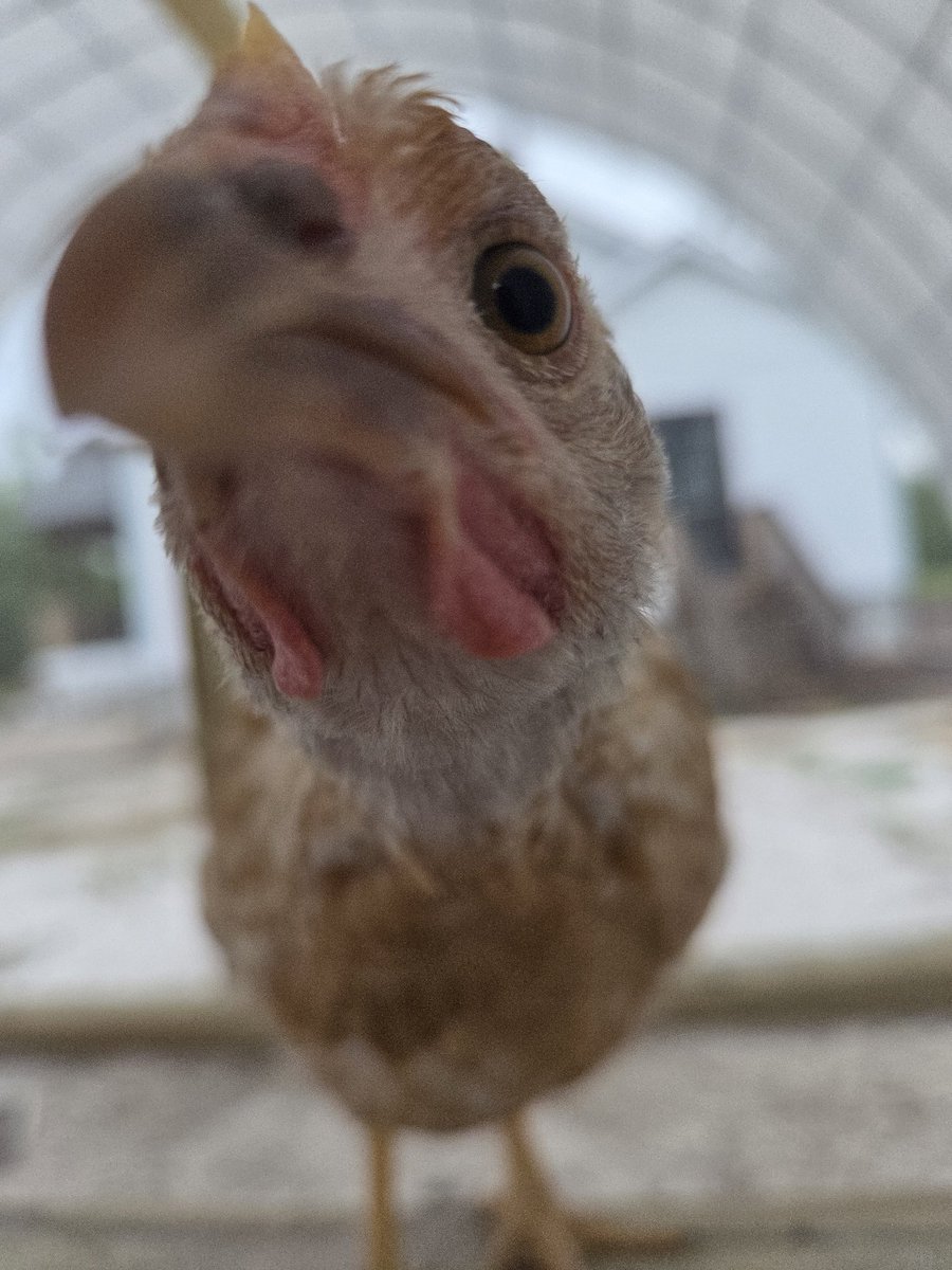 caffandconv's tweet photo. Merry the chicken is too funny. She's always up in my business  like " whatcha doing?" https://t.co/rxKRTDJldp