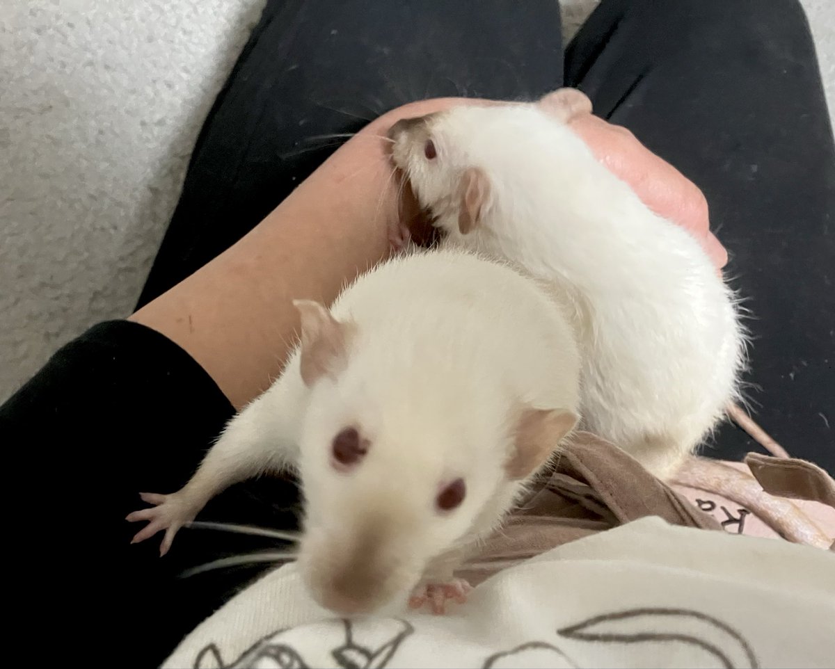 ラットのおうちran run Rat 横浜中華街 tweet media