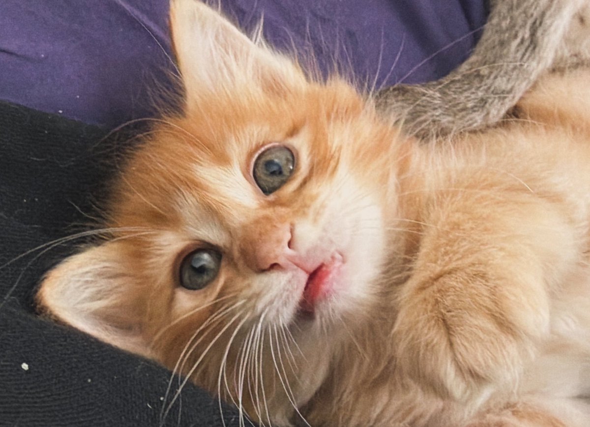 nekokamasu's tweet image. どらやきボーイ2世。今日も生きんぞ。   #cat #kitten #猫 #子猫 #ねこ