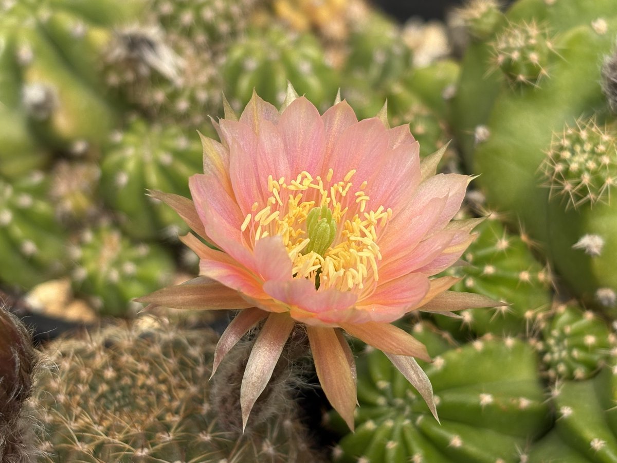 cactuspower tweet media