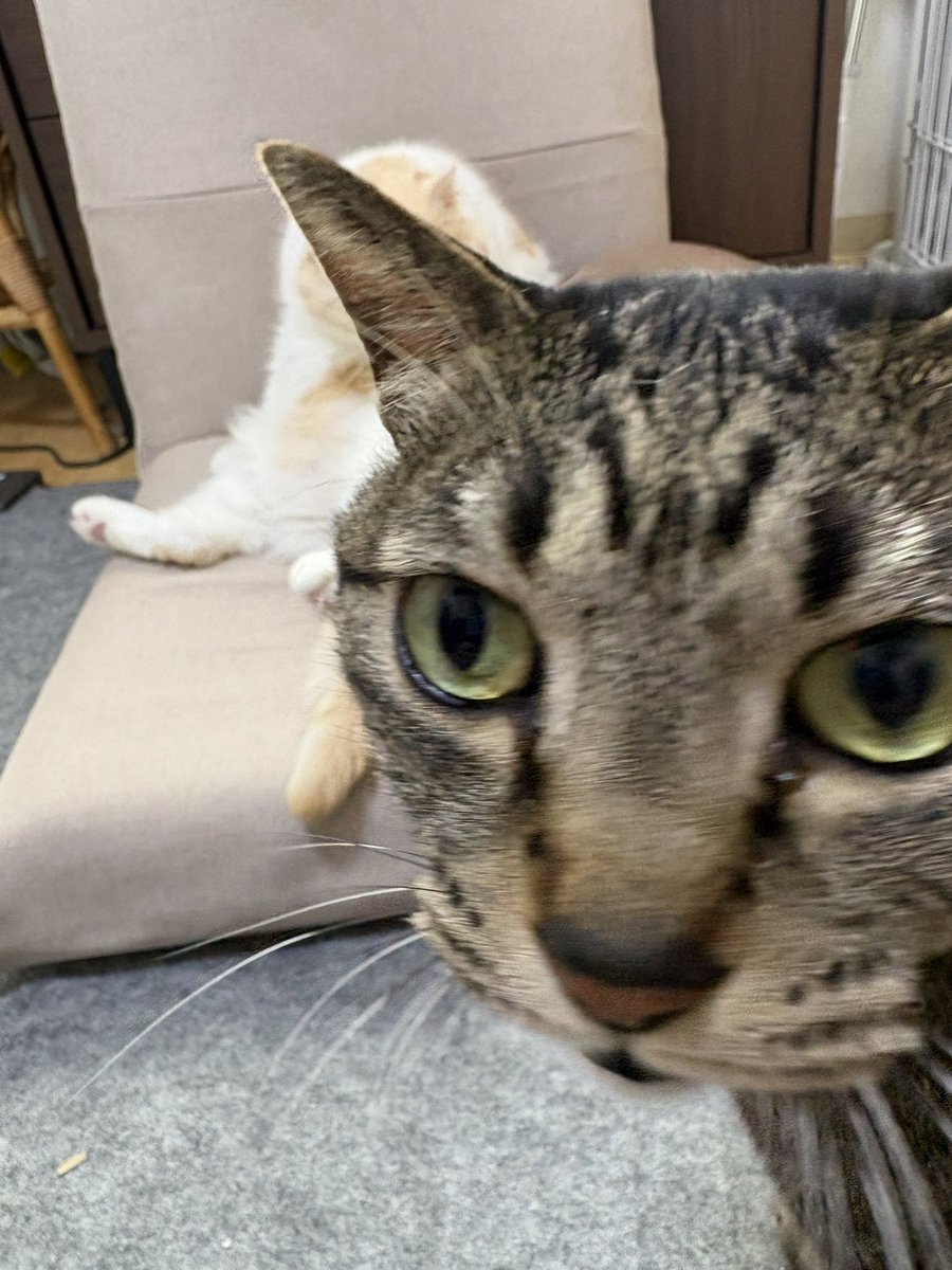にゃんゼミ with 保護猫 ❤️ tweet media