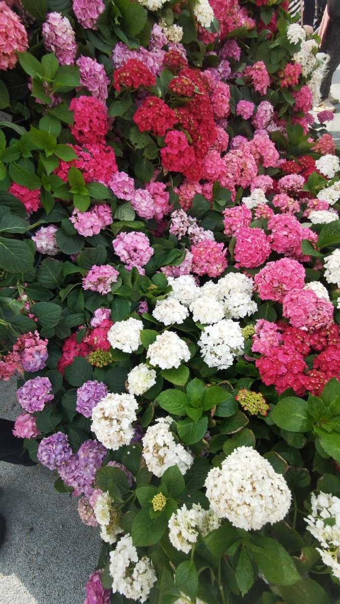 MingVlog's tweet photo. Wuhan Metropolitan Flower Show opened, Shahu Park as the core exhibition area, with 12 urban gardens, exhibition area of about 18000 square meters, attracting a large number of tourists. https://t.co/jyXUo2Bo6I