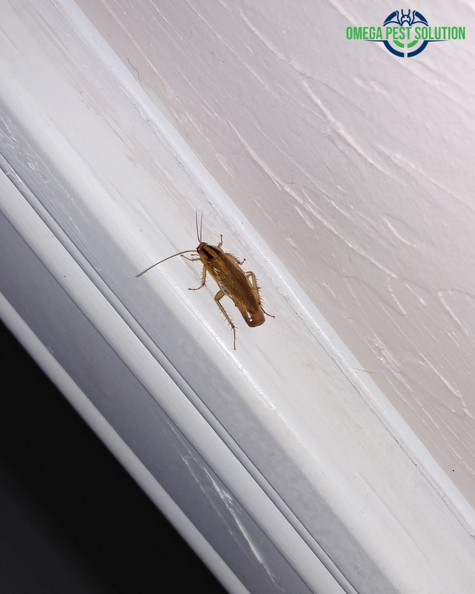 omegapest_'s tweet image. Reminder: Cockroaches are out and about this season. Keep an eye out for them in your home and business.

#cockroaches #springseason