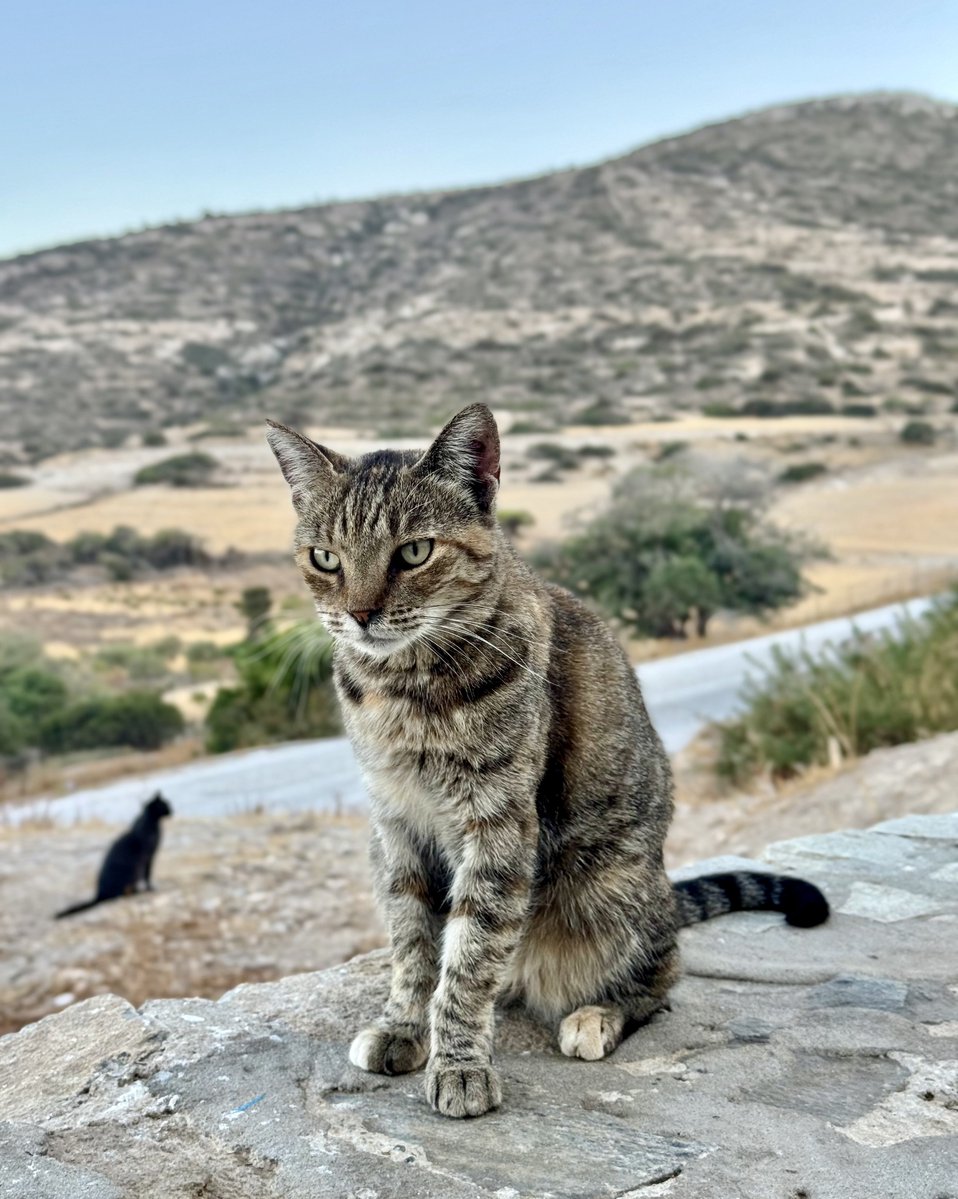 CatsofIraklia's tweet image. Meet Ziggy, a friendly spayed female who lives in the hilltop village cat colony by Mt Papas on this tiny Greek island where we care for the Aegean #Cats 
You can help the #cats by making a small donation to fund vital veterinary care and food. Purr!
gofundme.com/f/cats-of-irak…