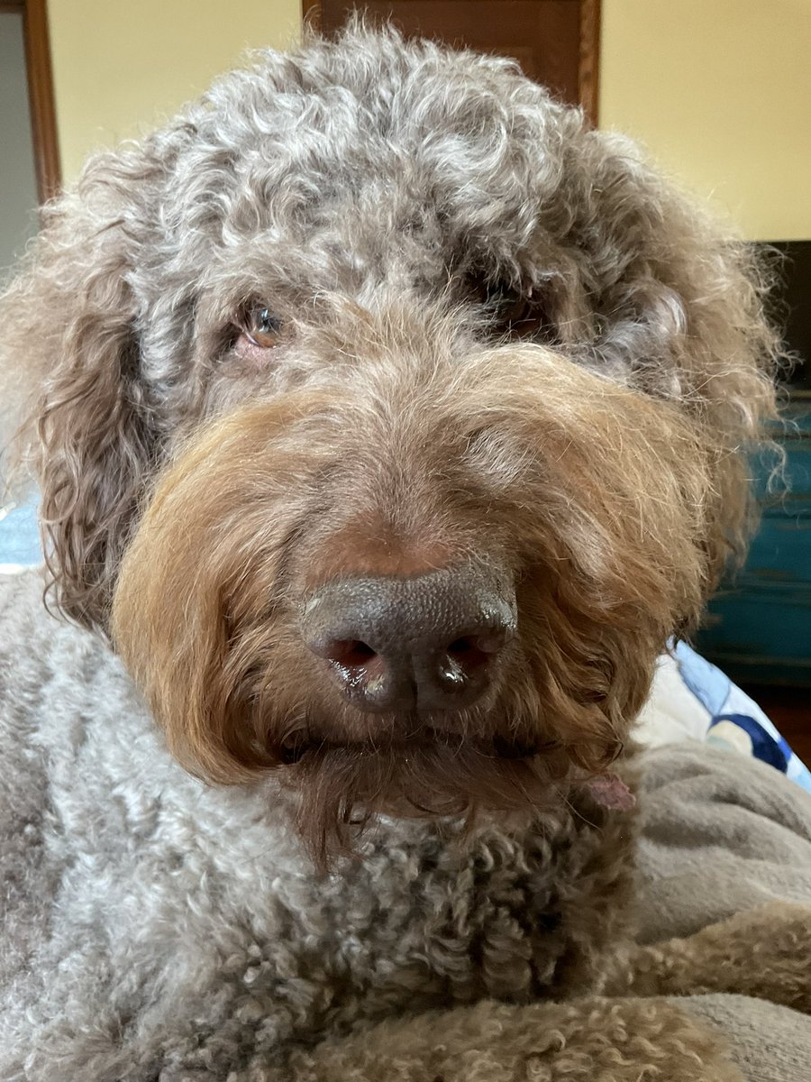 AliceTinker1943's tweet image. Boop. 
#dogsoftwitter #dogsofx