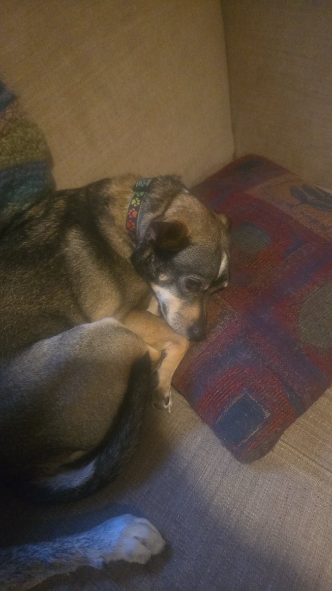 DisDogJuice's tweet image. Resting like a #Boss