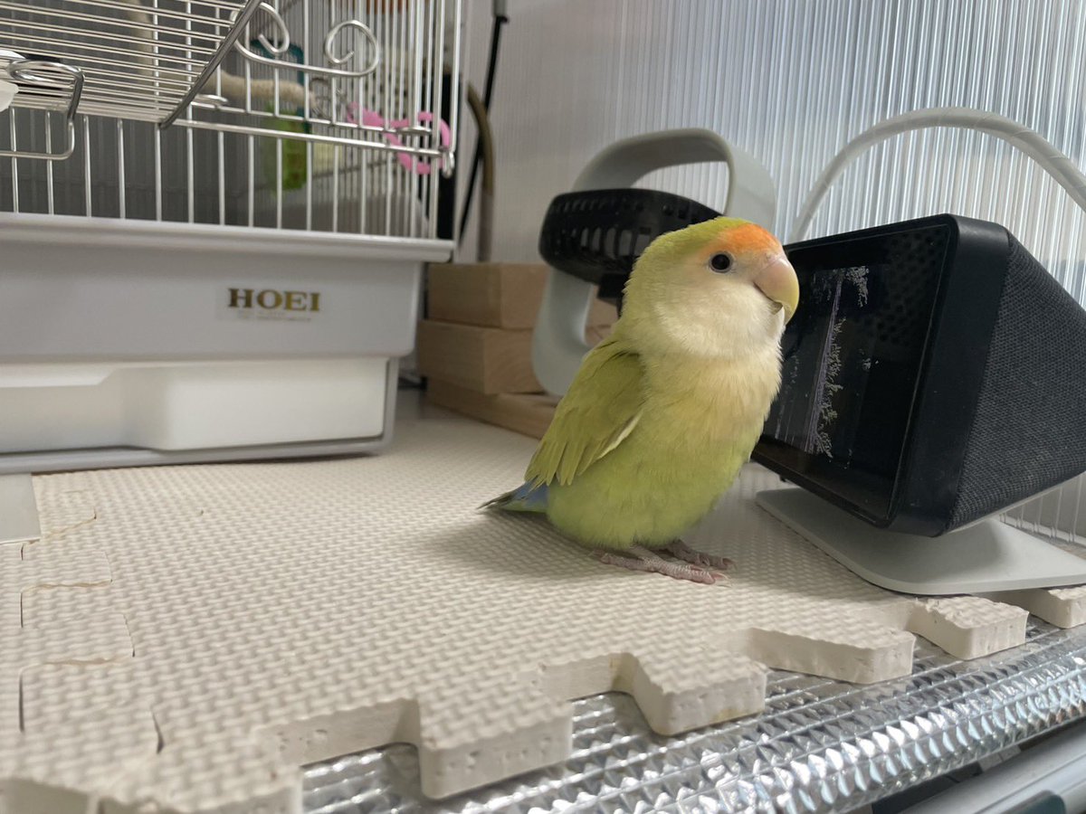 めぐり tweet media