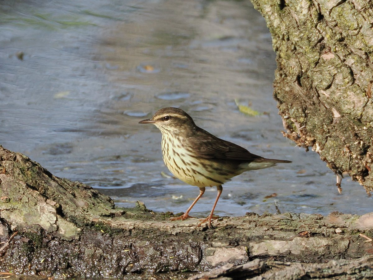 mawgdn's tweet image. Northern #Waterthrush is a species of ground-feeding  warbler. Usually seen in dark spaces, but at least it does not give me a warbler neck 😀 #SmallBirdSaturday #birdwatching Clove Lakes Park 05/02/26