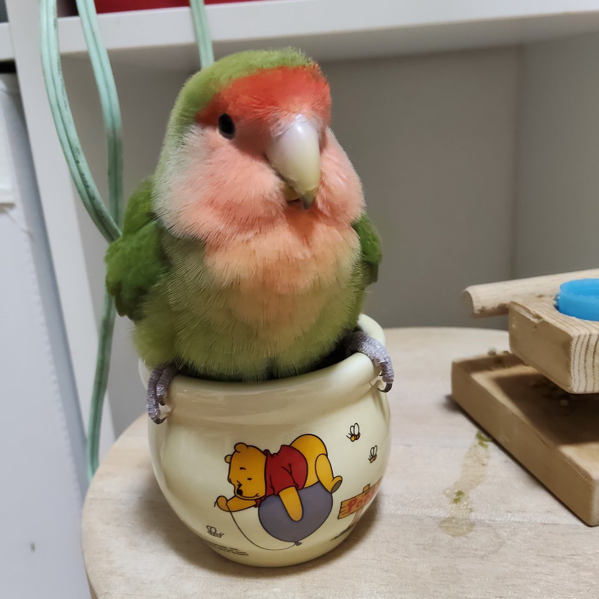 てんてん tweet media