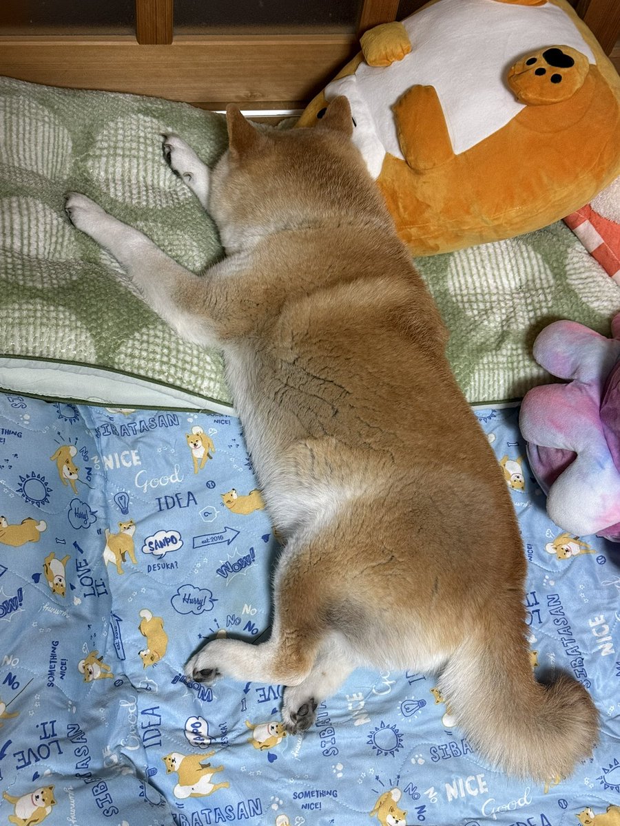 柴犬の見る夢 tweet media
