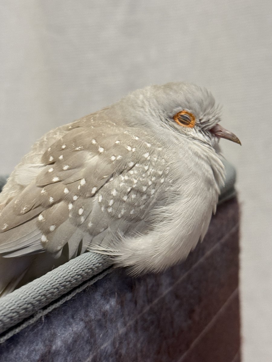 さんぽっぽ（薄雪鳩.ウスユキバト.Geopeliacuneata.Diamonddove） tweet media