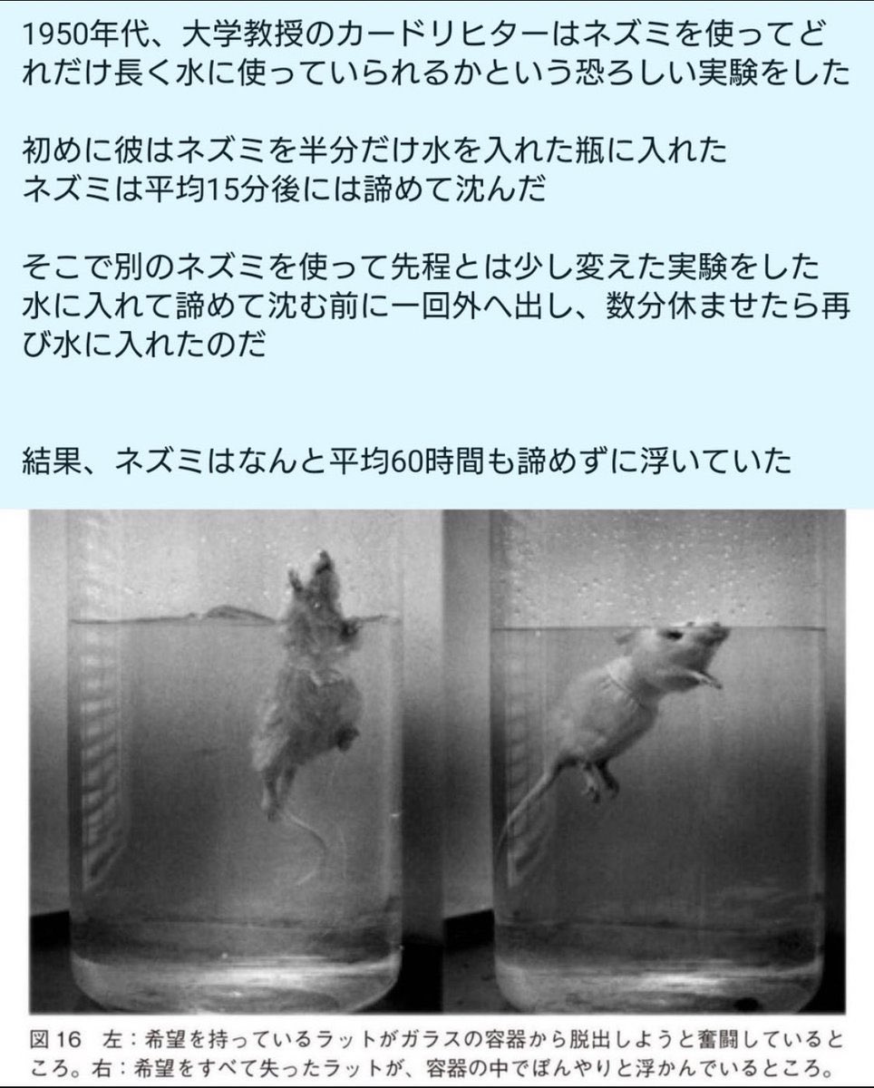 カピ🌸 tweet media