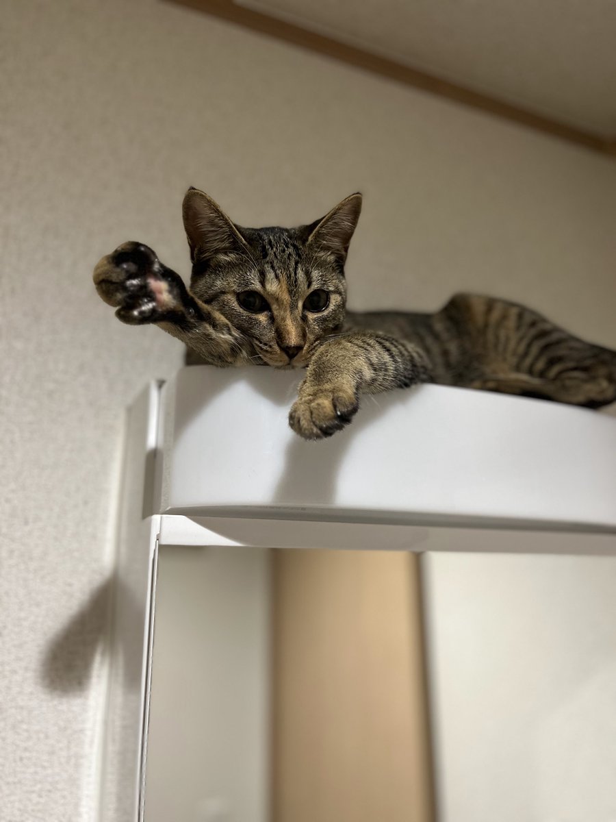 猫のシュピさん tweet media