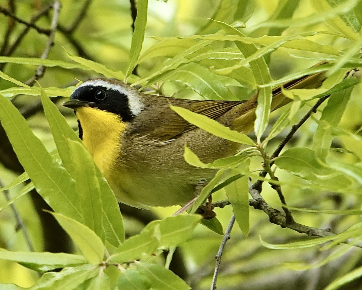 gigpalileo's tweet image. Common Yellowthroat 
Today in Turtle Pond @CentralParkNYC  
#birdcpp
#birdwatching
 #birding