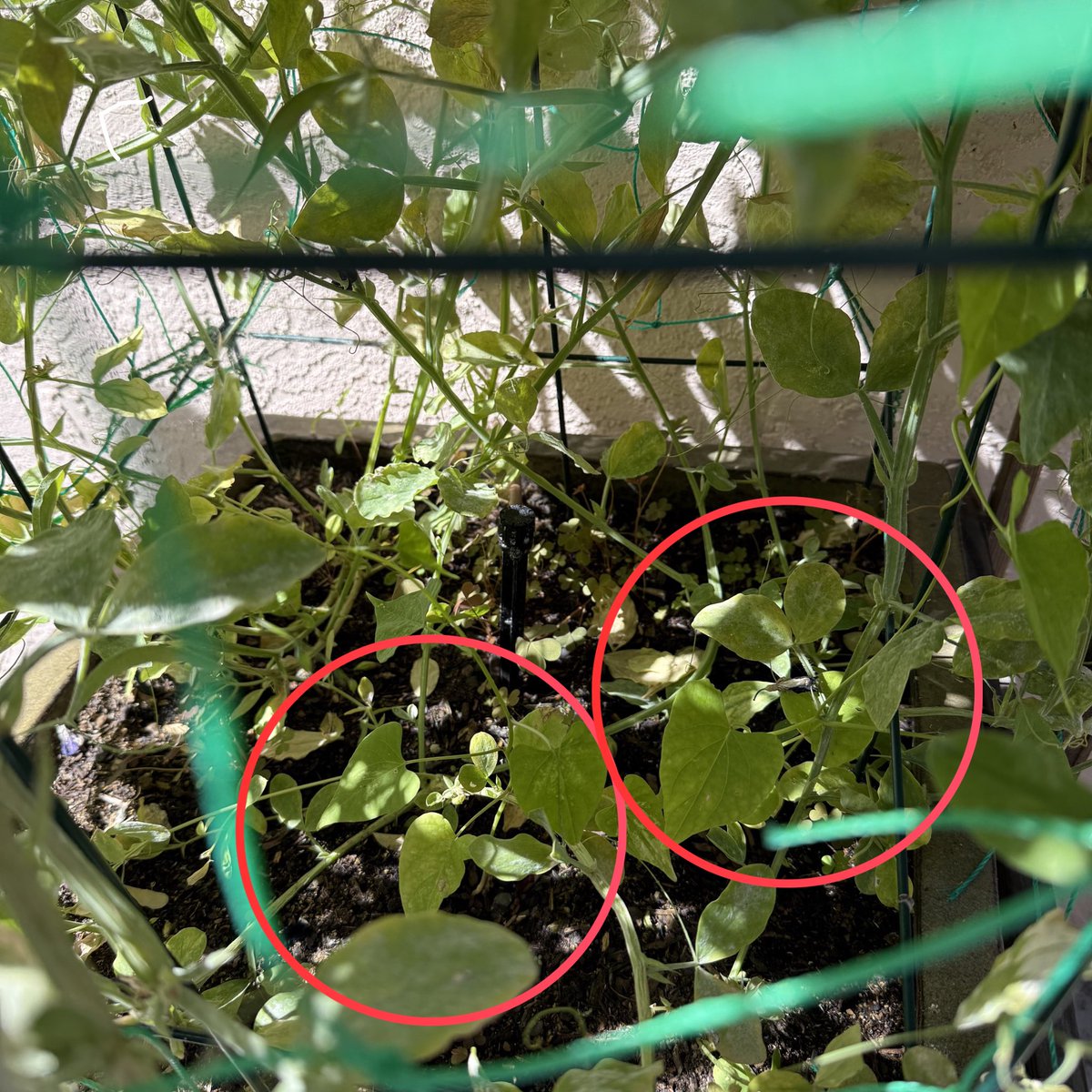 SLwithmonstera's tweet photo. これ、2ヶ月経過。スイトピーの成長が旺盛過ぎて、5個あった新芽で何とか育ってくれているのは、二つとなってしまった😇。日が当たらなくて辛いよね😰。スイトピーが終わるまで生き延びてくれ〜💦

【学び】このスペースにスイトピー苗5つは多すぎた😓。来年は2,3個にしよう。 https://t.co/tKW0aTbH2F