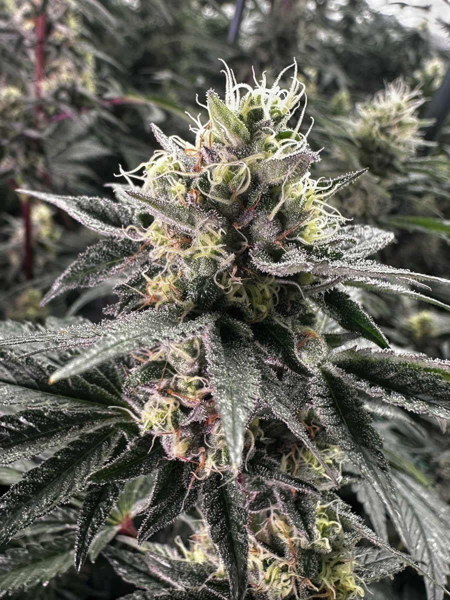 CscDiamond2029's tweet photo. Non gmo x cherry cookies week 6 https://t.co/cyZ5BVssWY