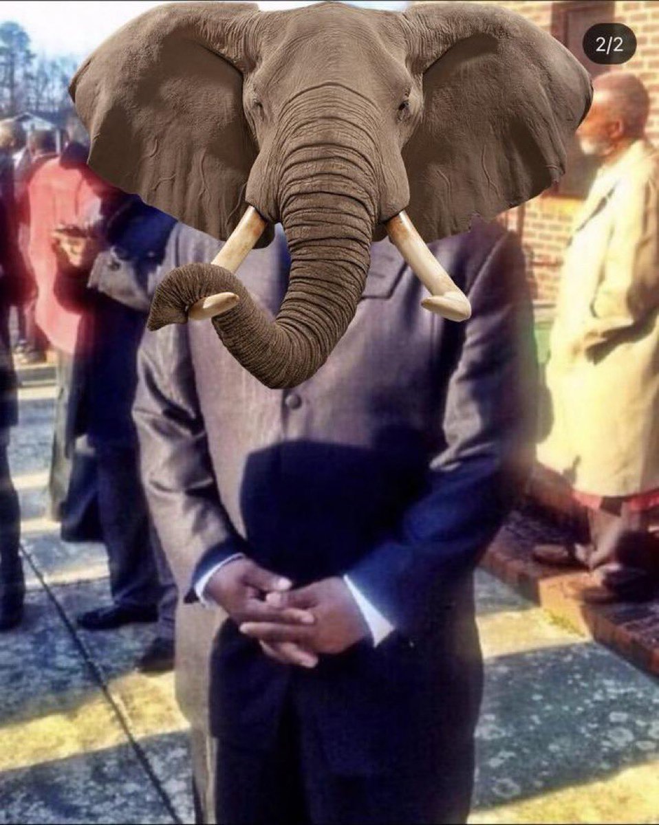 elephant tweet media