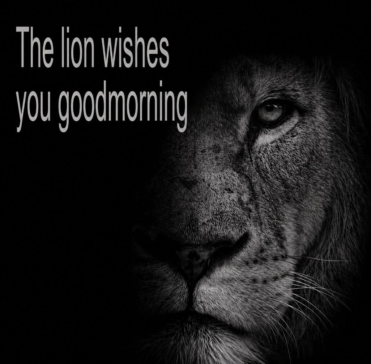 Lion tweet media