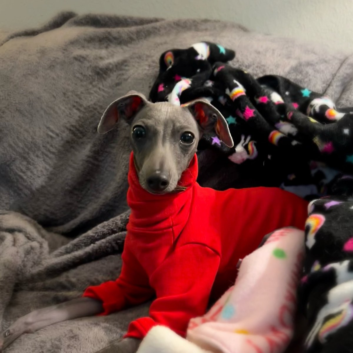 Greyhound Pets, Inc. 💙 tweet media