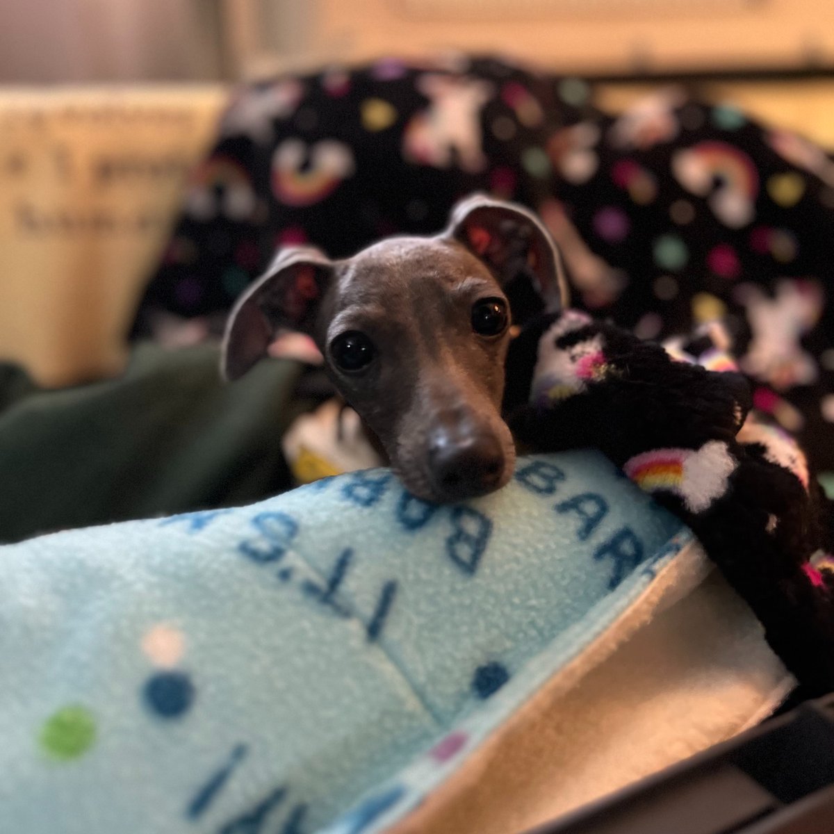 Greyhound Pets, Inc. 💙 tweet media
