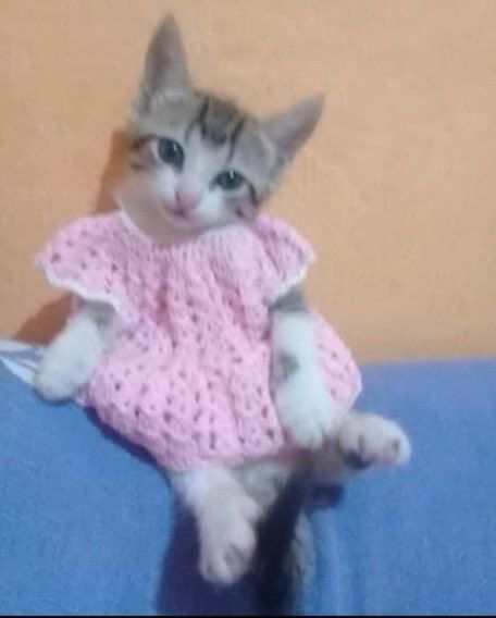Miaw tweet media