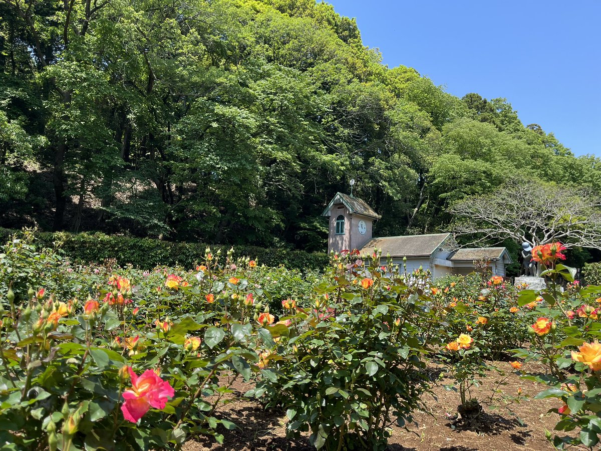 おはようございます😃

昨日は昼におにぎり🍙を持って、散歩へ🚶‍♀️公園のバラが咲き始めていた🌹
緑が気持ちよくて、よく歩いたらスッキリ。

今日は仕事。

よい連休を❤️😊♫🕊️