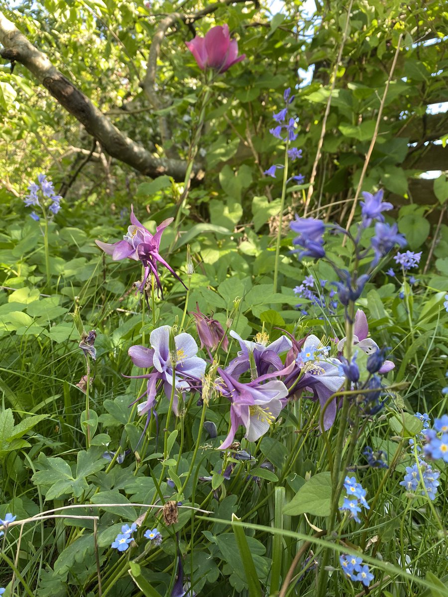My cottage garden in the Saturday afternoon sunshine 🌸 tsawwassen BC 🇨🇦🥰