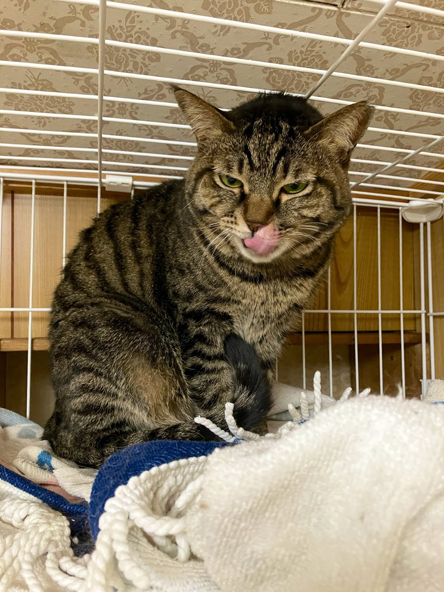 おはユノです🐾
寝起きの顔も可愛い💕
そろそろ倉庫の整理をしないとなぁ💨
フードや猫砂の整理整頓は力仕事なので意外と大変なのです💪M

#ねころび荘 #保護猫 #猫 #猫のいる暮らし