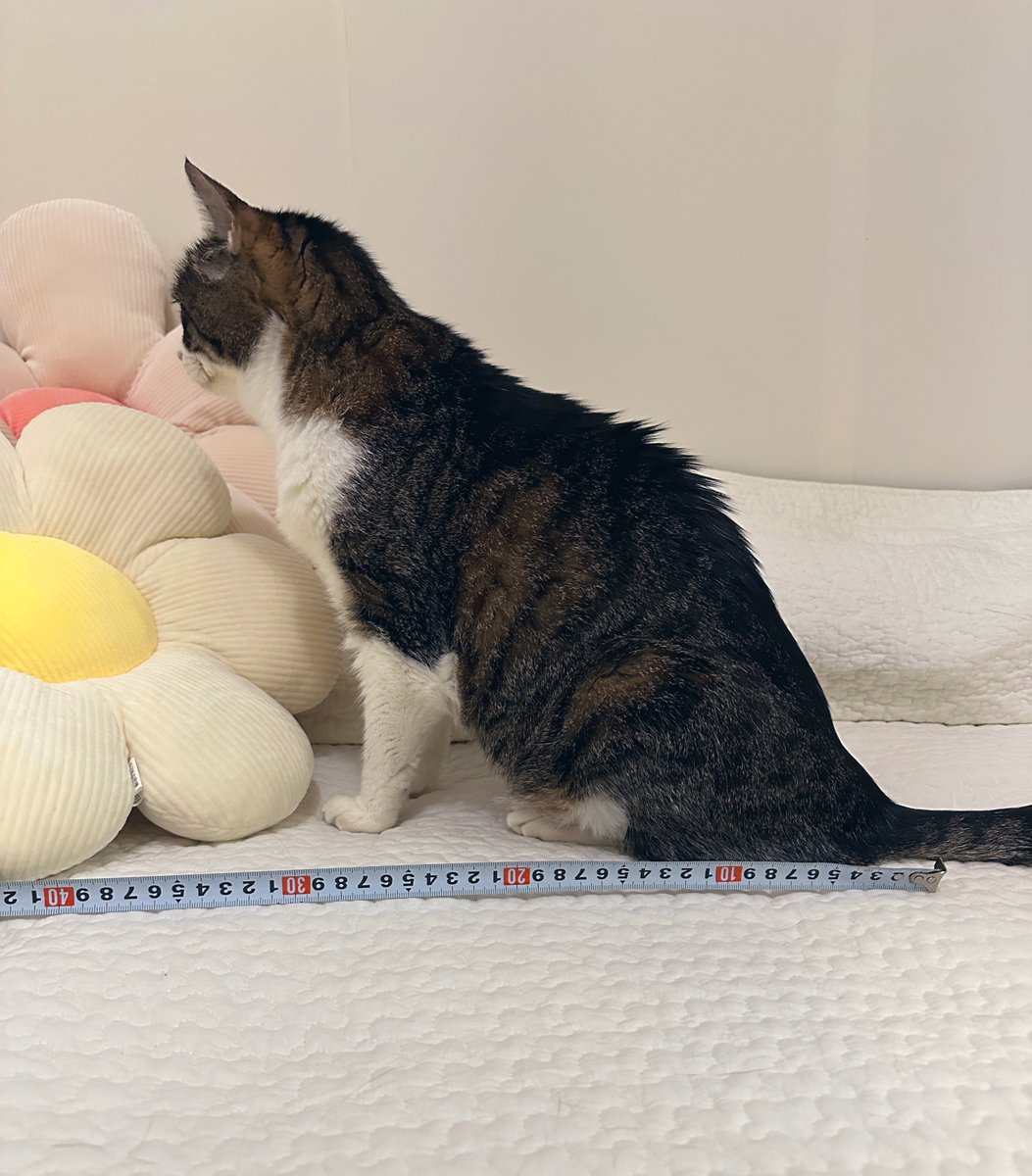 y5_y5_san's tweet photo. 【ペット三大やっとけ】として猫チャンと飼い主一緒の写真を撮っておけ！って何回も言ってるけどこれも言いたい。

『猫チャンとメジャーも一緒に撮っておけ！』 https://t.co/LLGnv5KUiO