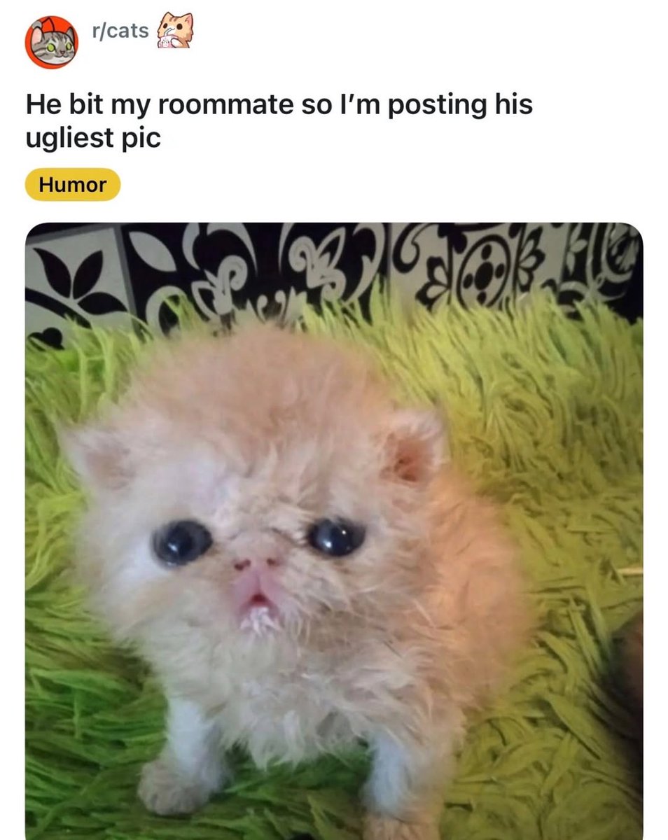 smol silly cat tweet media