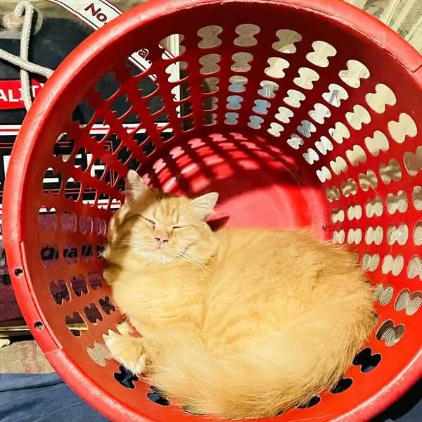 _ko_mon's tweet image. Sweet dreams 
#photo by BroccoliNatural3351 on reddit  
#catgang #cats #CatsOfTwitter #Caturday #HappyCaturday #CatLovers #CatsOfX
