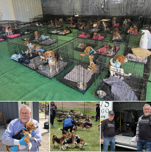 BJG (aka Beagle owner) tweet media