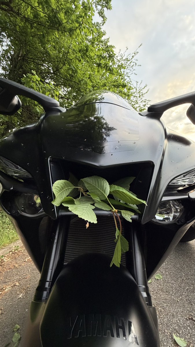 Miam fébon les feuilles