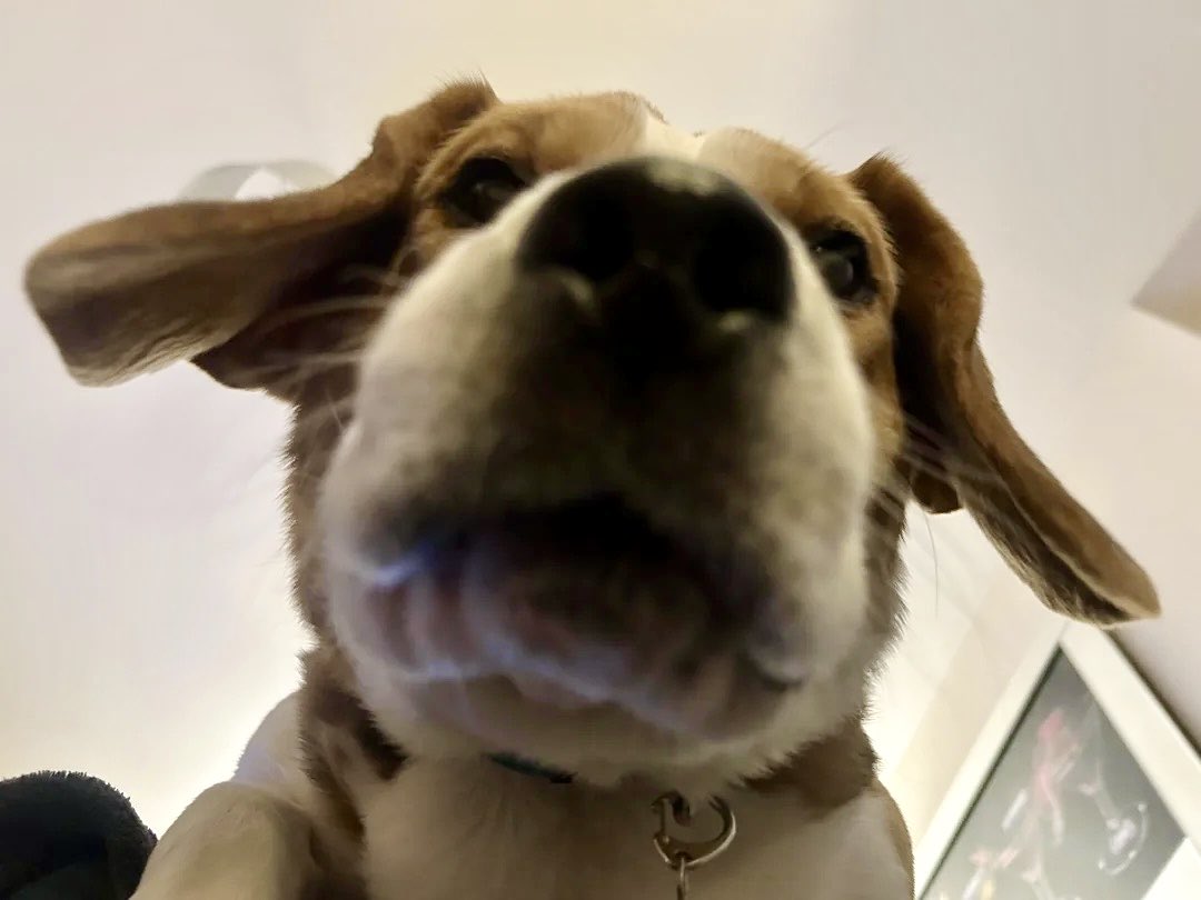 Battle Beagle tweet media