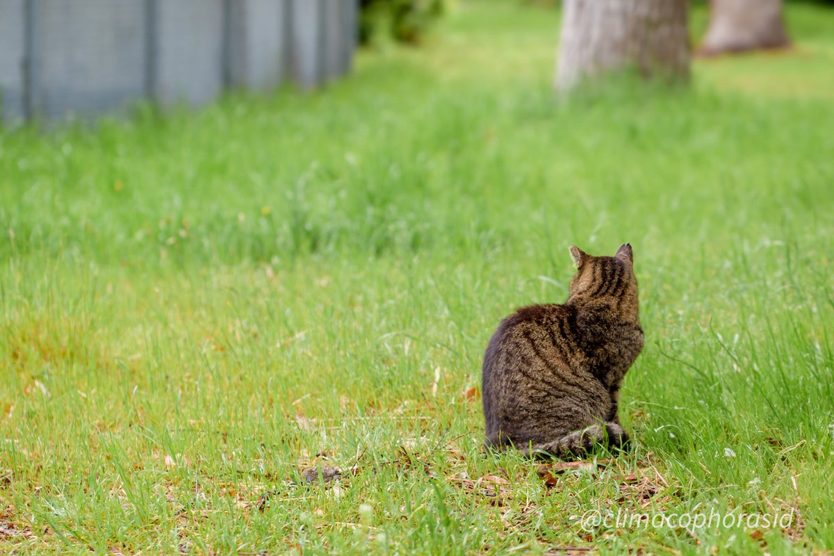 climacophorasid's tweet image. 風が通り抜けるたび
初夏がそっと動き出す

#ねこ #猫 #cat