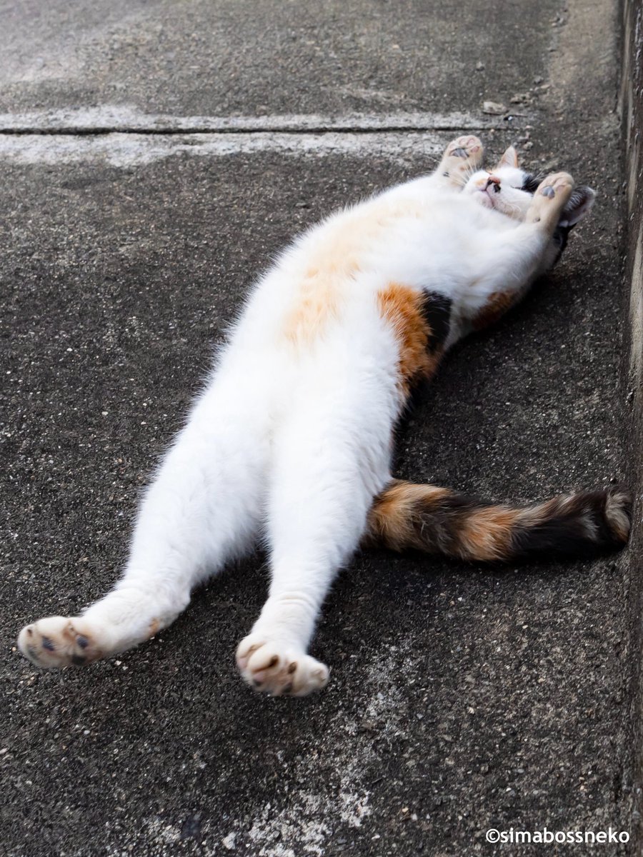 simabossneko 写真集「島にゃんこ」発売中 tweet media