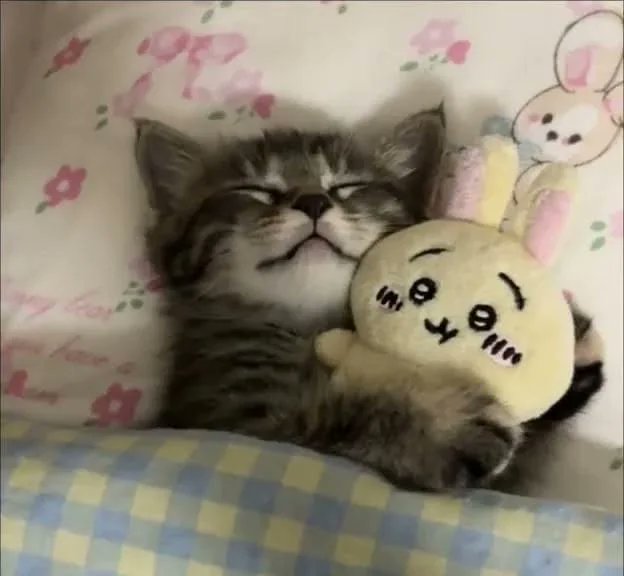 _ko_mon's tweet image. good night, sweet dream
#photo by pichype-photo-editor on reddit  
#catgang #cats #CatsOfTwitter #Caturday #HappyCaturday #CatLovers #CatsOfX