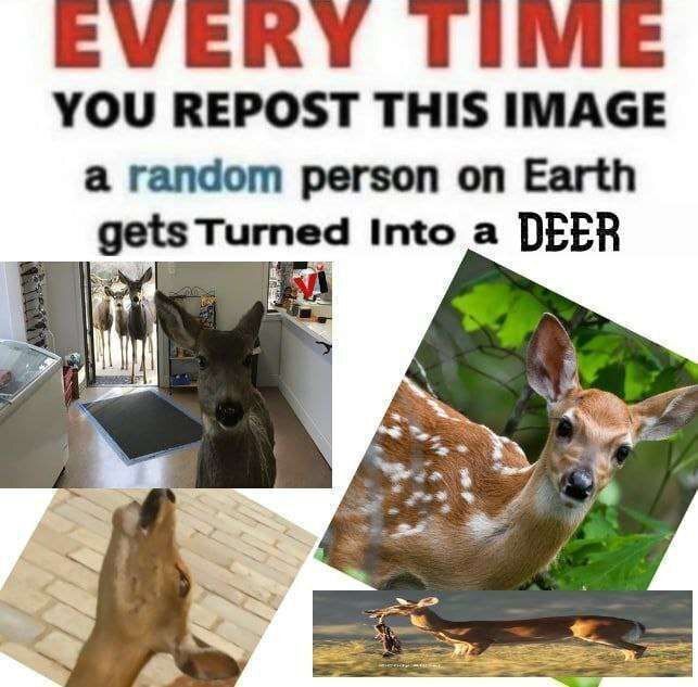 Deer in Places they Shouldn't Be tweet media