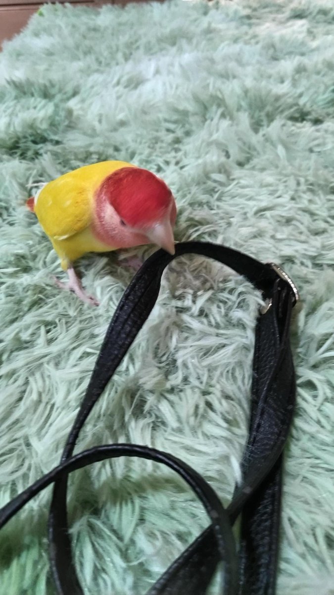 pain-mama 🐥迷子捜索中 tweet media
