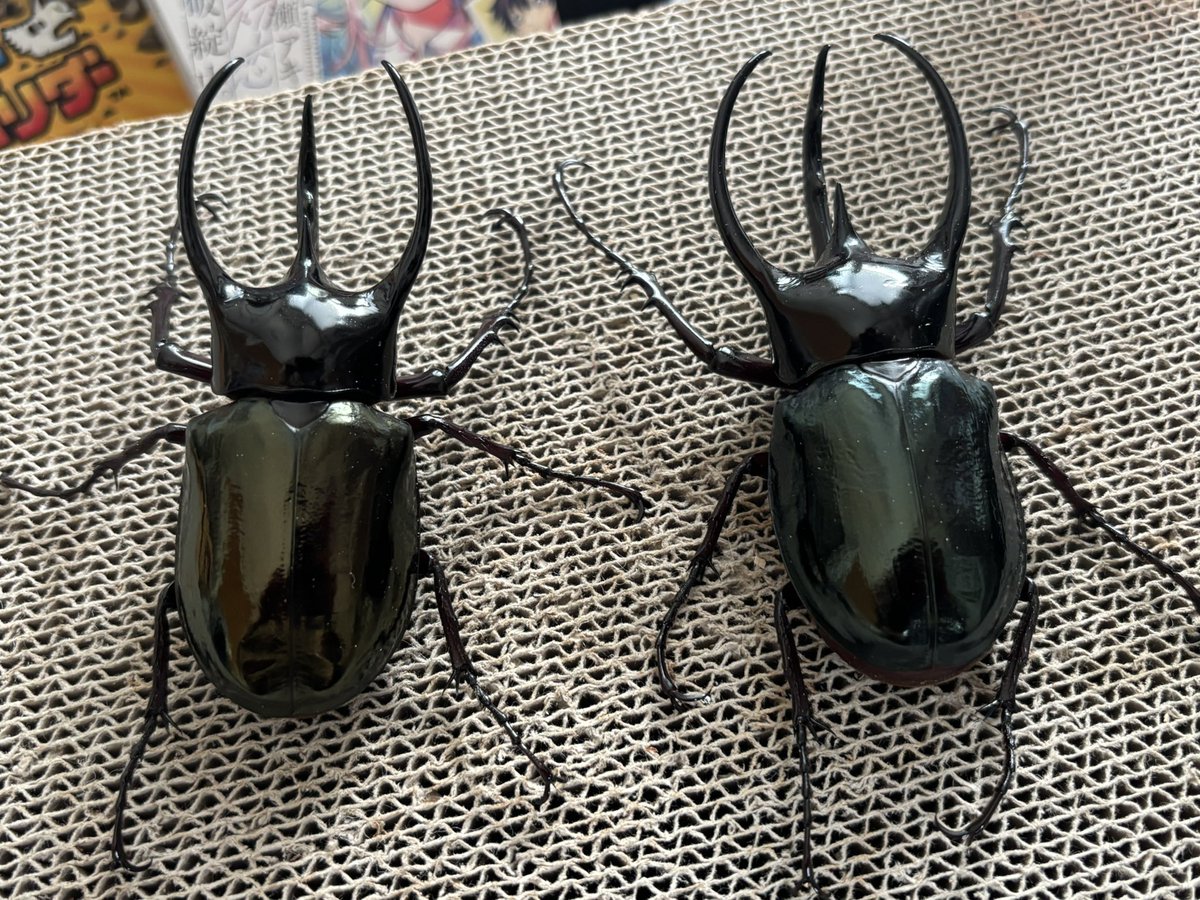 コーカサスオオカブト