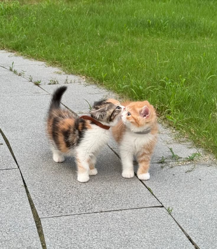 Cats all the way tweet media