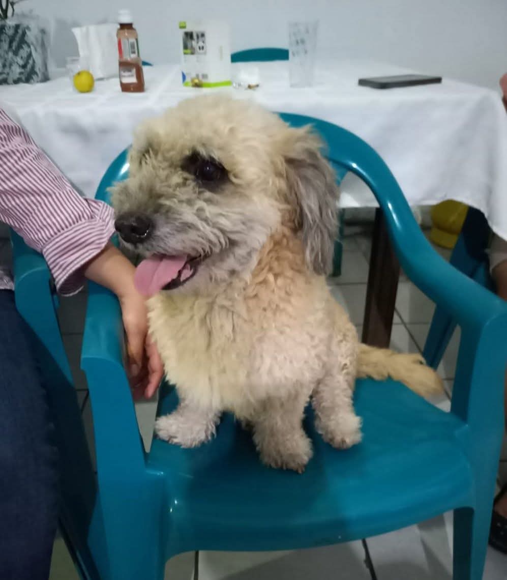 SERVICIO SOCIAL✅️
#SEBUSCA ‼️ 
#EXTRAVIADO 📣

Ayuda a encontrar a mi perrito llamado Nero se llevó ala veterinaria Dr. Lucas en San Jacinto para hacerle un baño Y se les escapó. Si lo ven comunicarse al 7728 8215 🙏