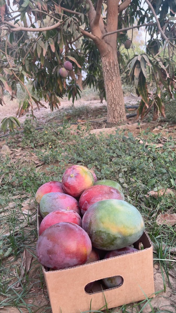 msawyk69322's tweet image. تقيم احد العملاء للمانجو 😍🥭

من الشجرة الى باب بيتك 

للطلب 0551337297

#مانجو #منقه #mango
