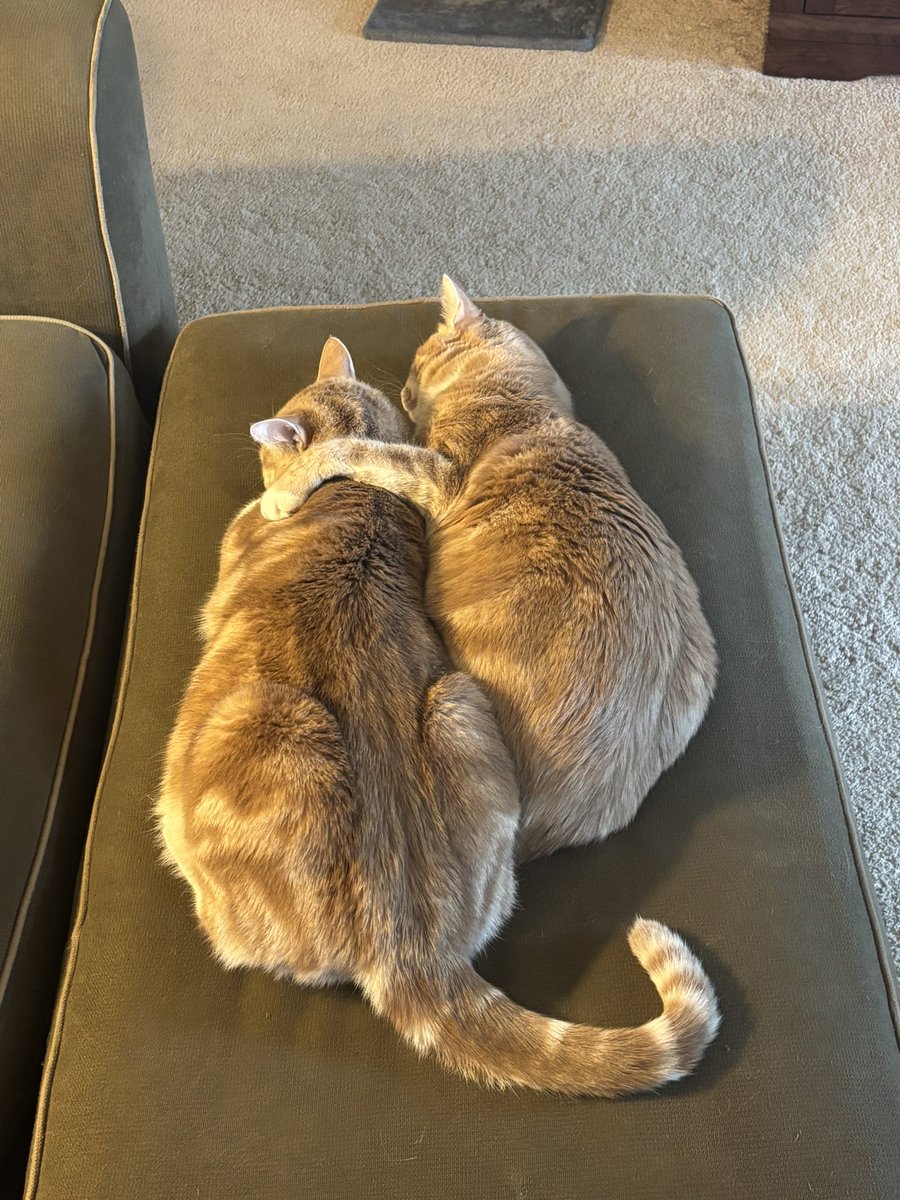 sanslongbrake's tweet image. Love these boys 😻happy #Caturday