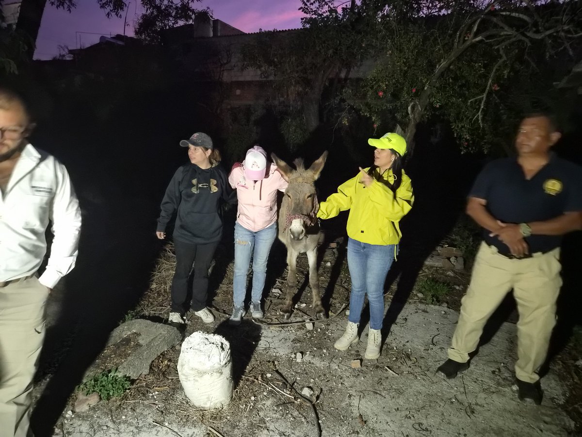 Fundación Toby tweet media