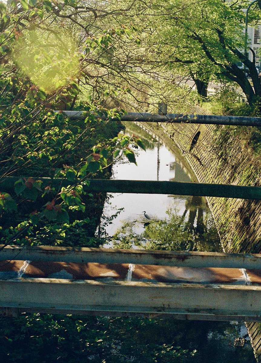 kanbai_banjo's tweet image. 四月　何気ない川

April 16, 2026
OLYMPUS-PEN FT, G.Zuiko Auto-S 40mm F1.4, FUJIFILM200

#olympuspenft40mmf14 #filmphotography #film #fujifilm200 #filmcamera