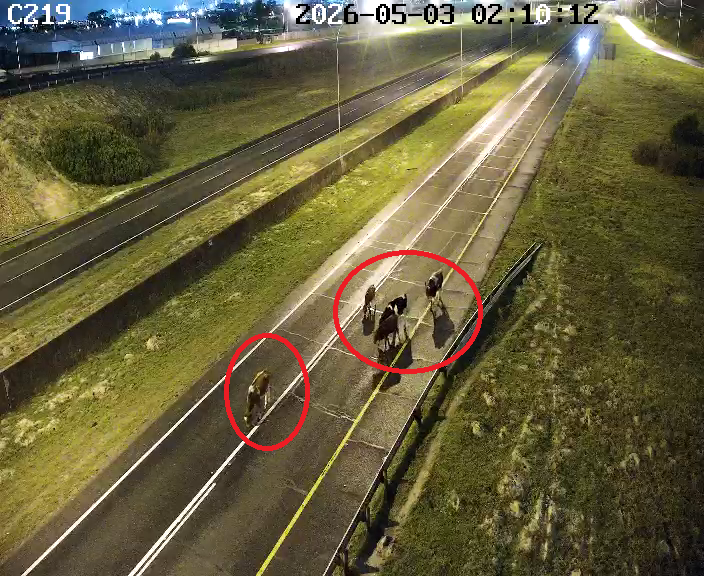 CapeTownFreeway's tweet image. 26050300007: Animals on N2 Outbound at R300 I/C.Lane closure, Drive Carefully....#BeTheChange