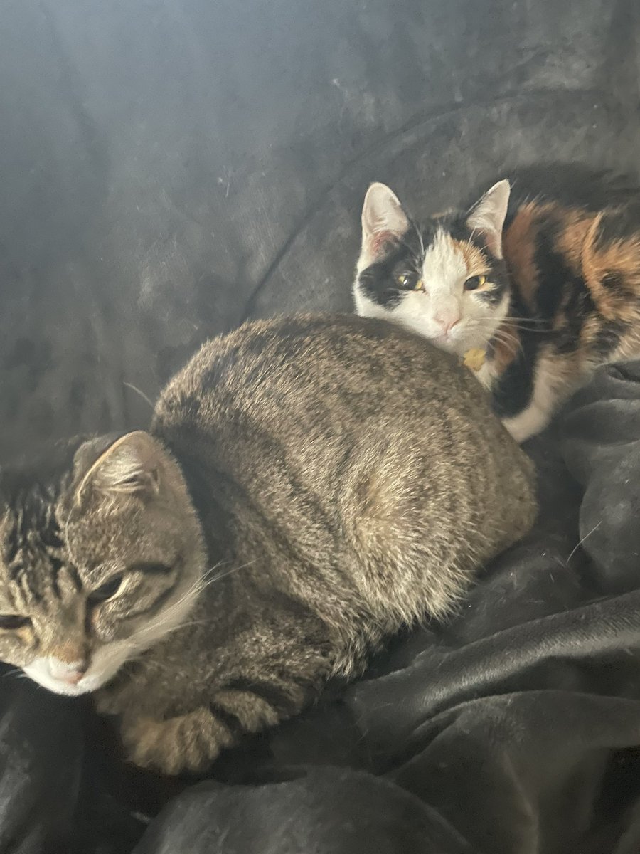 makun_and_cats's tweet image. なかよし猫だんご 
 #猫  #cat