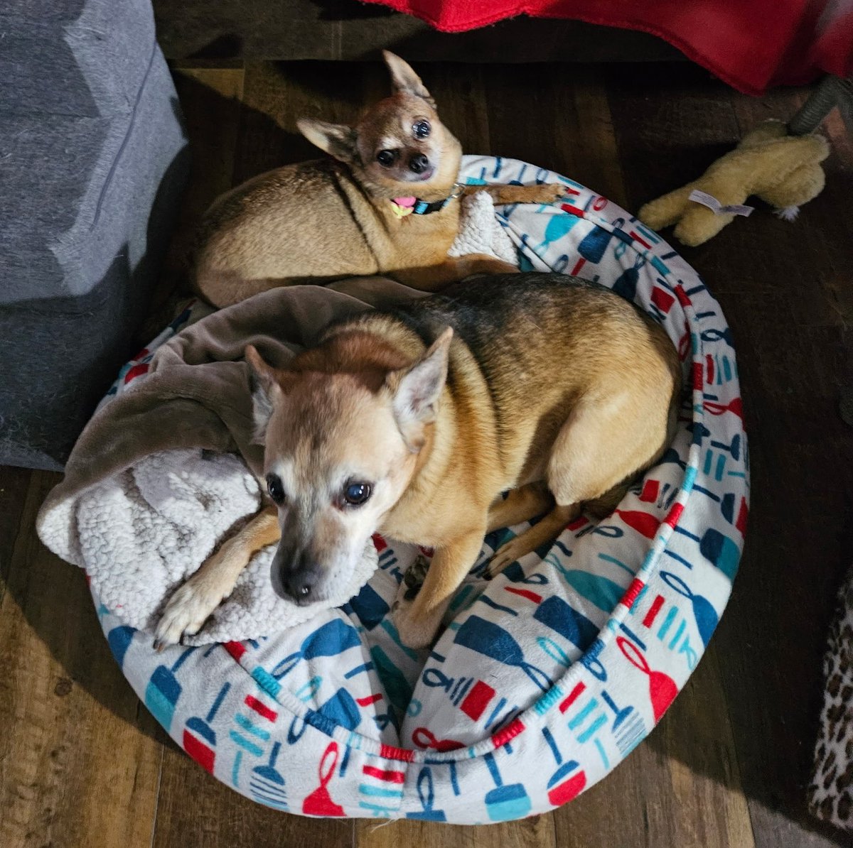 paco5775's tweet image. This little sister is a pain in my tail.. but I guess I'll keep her. Goodnight everyone. L,Sophia and Kossie 🐾❤️ #dogsoftwitter #missyouReo #PuggieForever #NinaAngel #TikiMyHeart #ForeverLoved #Friends4Ever #siblings