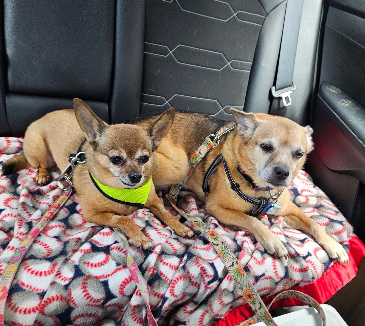 paco5775's tweet image. This little sister is a pain in my tail.. but I guess I'll keep her. Goodnight everyone. L,Sophia and Kossie 🐾❤️ #dogsoftwitter #missyouReo #PuggieForever #NinaAngel #TikiMyHeart #ForeverLoved #Friends4Ever #siblings